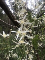 Clematis pubescens