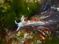 Coryphella trilineata