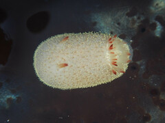 Acanthodoris nanaimoensis