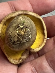 Aureoboletus innixus