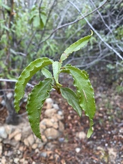 Cistus