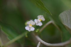 Cardiospermum halicacabum