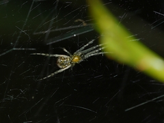Theridiidae