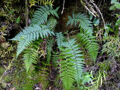 Polystichum neozelandicum