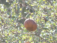 Andricus quercuscalifornicus