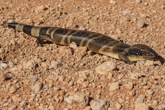 Tiliqua occipitalis