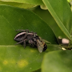 Megafreya sutrix