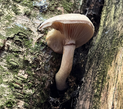 Cyclocybe parasitica