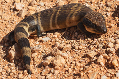 Tiliqua occipitalis