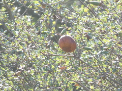 Andricus quercuscalifornicus