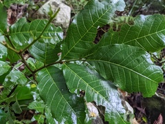 Alectryon subcinereus