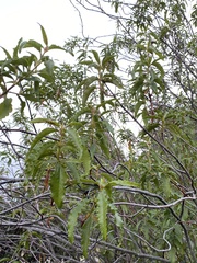 Cistus