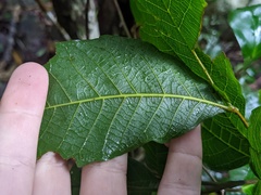 Alectryon subcinereus