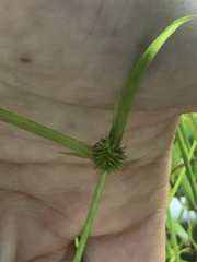 Cyperus brevifolius