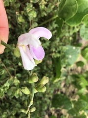 Canavalia cathartica