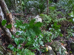 Alectryon subcinereus