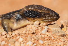 Tiliqua occipitalis