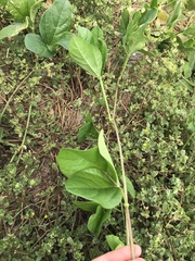 Canavalia cathartica