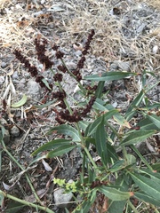 Rumex californicus