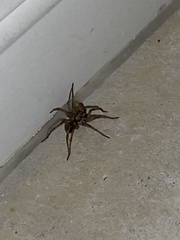 Lycosoidea