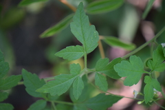 Cardiospermum halicacabum