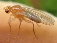 Suillia laevis
