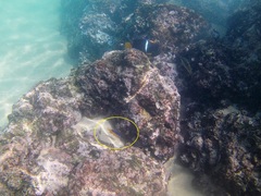 Stegastes flavilatus