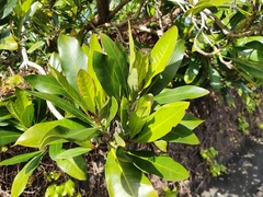 Alberta magna