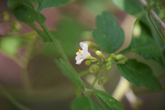 Cardiospermum halicacabum