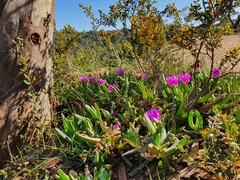 Carpobrotus modestus