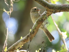 Lathrotriccus euleri