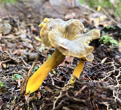 Craterellus