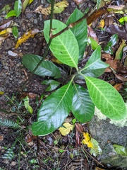 Psychotria