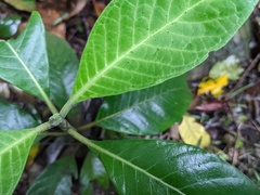 Psychotria