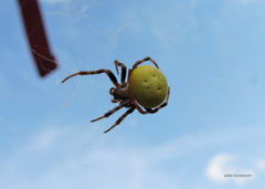 Araneus lathyrinus
