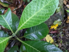 Psychotria