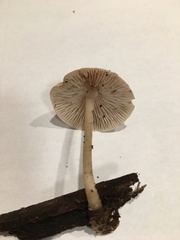Mycena galericulata