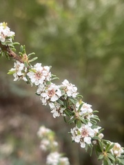 Taxandria parviceps