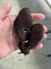 Wynnea americana