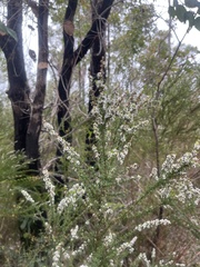 Taxandria parviceps