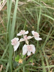 Xanthosia rotundifolia