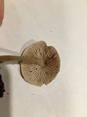 Mycena galericulata
