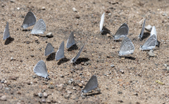 Celastrina echo