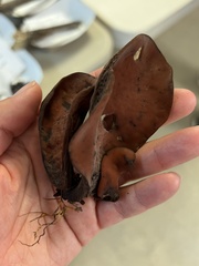 Wynnea americana