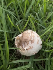Chlorophyllum molybdites