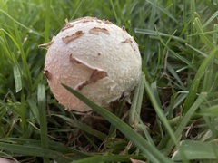 Chlorophyllum molybdites