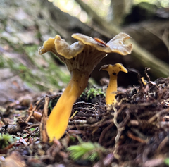Craterellus