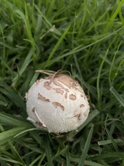 Chlorophyllum molybdites
