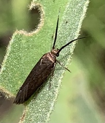 Acoloithus falsarius