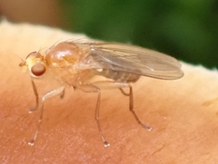 Suillia laevis